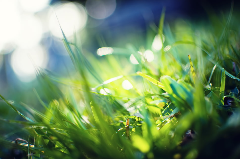 green grass close-up photo HD wallpaper